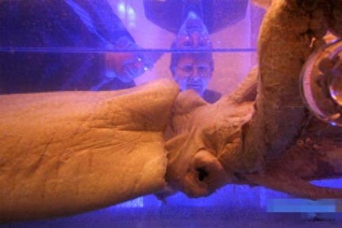 人类首次拍到活体“海怪”巨型鱿鱼，长达20米