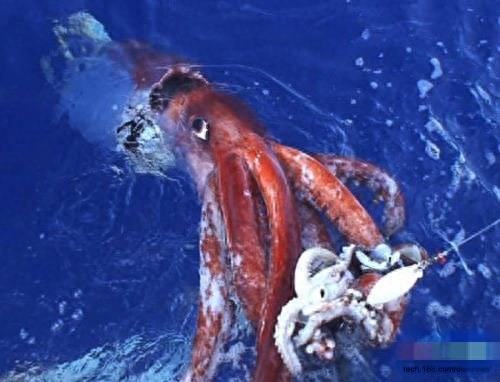 人类首次拍到活体“海怪”巨型鱿鱼，长达20米