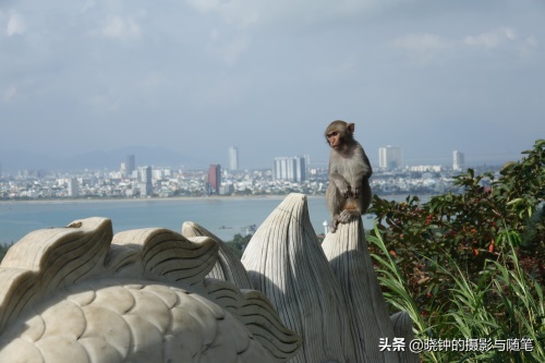 越南山茶半岛距岘港13公里，有山有海有寺庙，还有一尊超大观音像