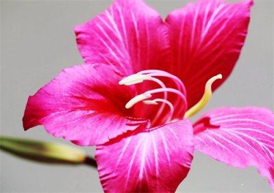 ​红花羊蹄甲～花大如掌，美丽芳香，花期特别长，深受人们喜爱