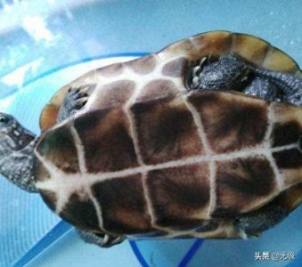 ​中华龟，最长寿的动物。