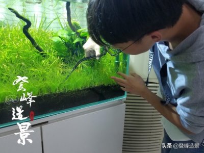 ​草缸长黑毛藻？这样处理，效果还不错