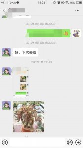 ​养多肉不可少的品种玉缀