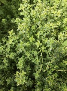 ​香草植物专题｜炎炎夏日来一杯百里香味的冷饮吧