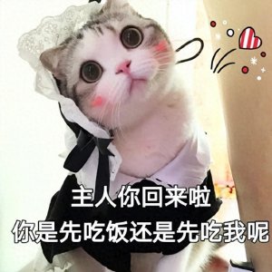 ​这几种猫咪自带“财气”，有福气，寓意好！
