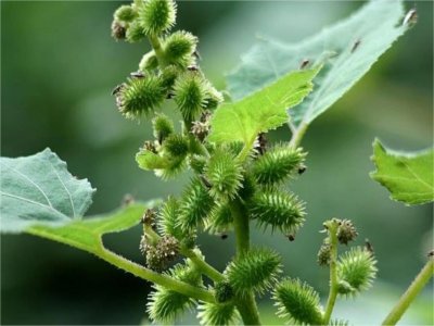 ​乡下常见的苍耳，年轻人称其为“刺球草”，老人却说其是珍贵草本