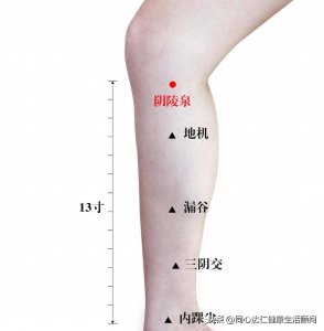 ​小穴位大健康（54）阴陵泉穴——减轻腿部负担的小腿消肿穴