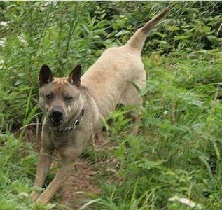 ​原始猎犬之王——黄石箭毛猎犬