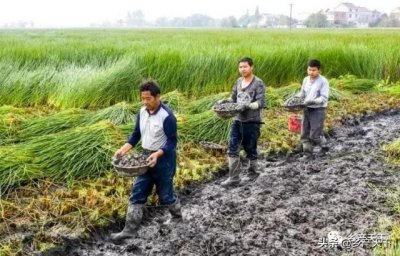 ​产业强镇 | 安徽庐江县白湖镇：稻米香、荸荠甜