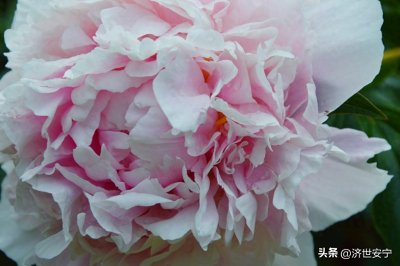 ​洛阳和菏泽“牡丹甲天下”之争 网友：别争了鲁豫一家亲