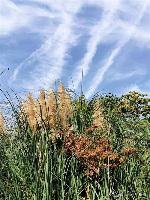 风景优美，水天一色，休闲散步好去处，武汉金银湖公园