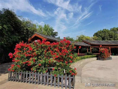 风景优美，水天一色，休闲散步好去处，武汉金银湖公园