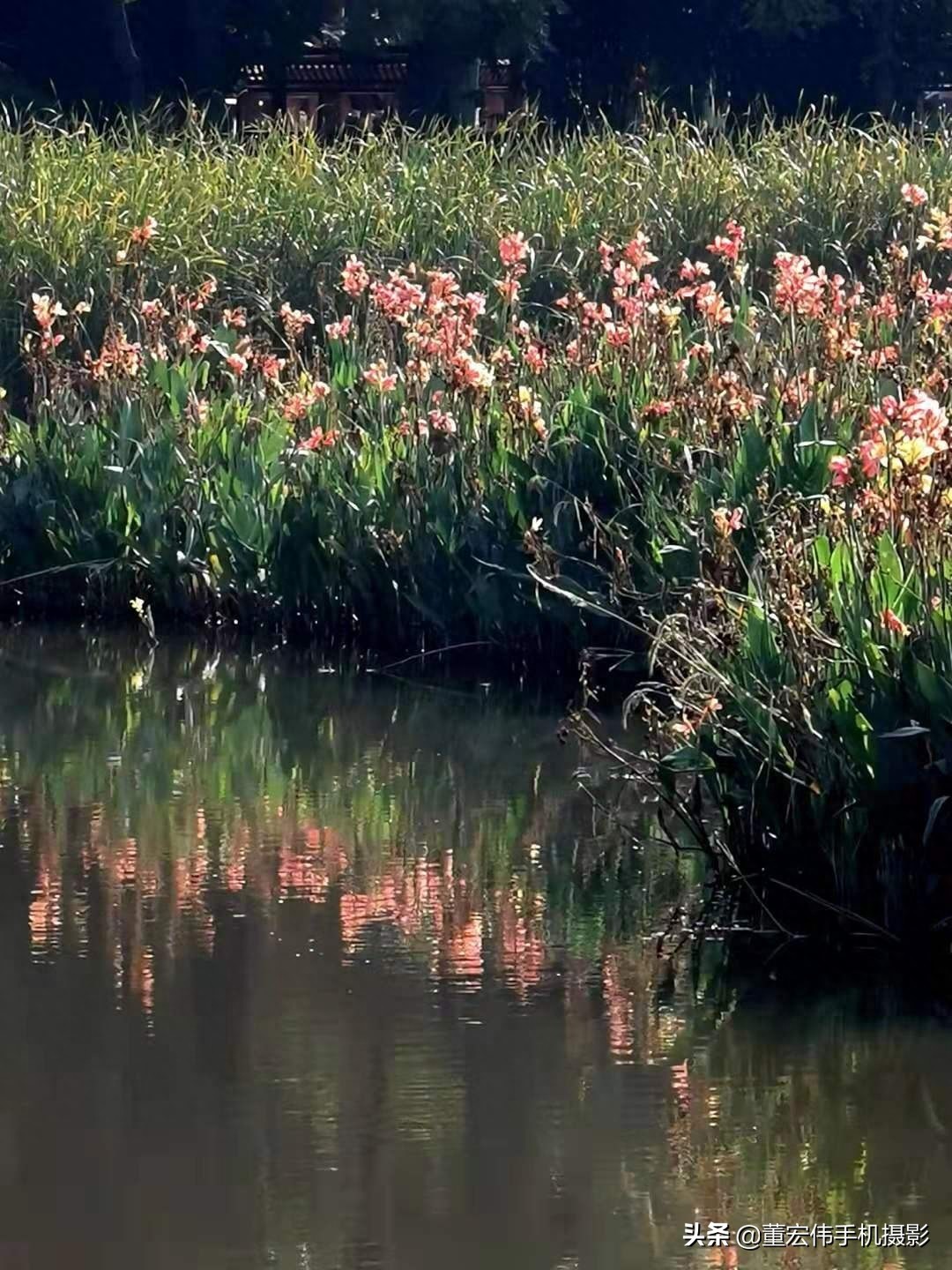 风景优美，水天一色，休闲散步好去处，武汉金银湖公园