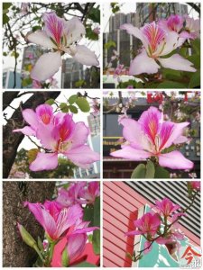 ​柳州启动市花改选，洋紫荆可望成为柳州市花！