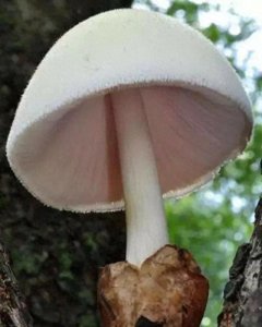 ​红伞伞，白杆杆，盘点白毒伞的累累血案