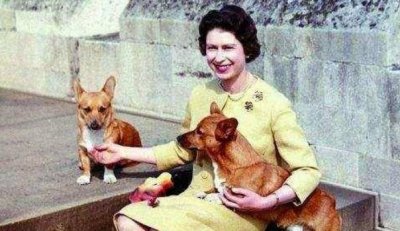 ​各国领导人的宠物，英国女王独爱柯基，最后一位养的狗比自己出名