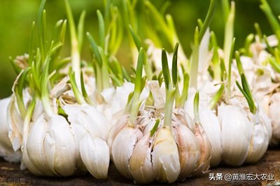 ​大蒜价格上半年走势总结，下半年大蒜价格展望，风险和机会共存