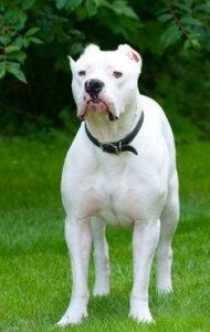​集10种优秀血统精华的阿根廷杜高犬，当之无愧的大型猛兽天敌
