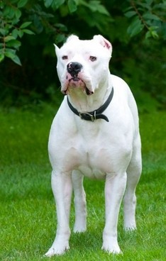 集10种优秀血统精华的阿根廷杜高犬，当之无愧的大型猛兽天敌