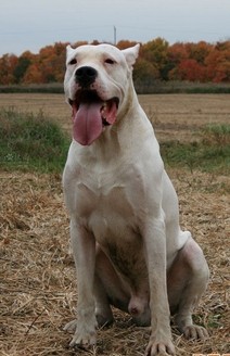 集10种优秀血统精华的阿根廷杜高犬，当之无愧的大型猛兽天敌
