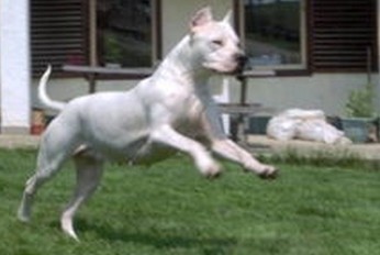 集10种优秀血统精华的阿根廷杜高犬，当之无愧的大型猛兽天敌