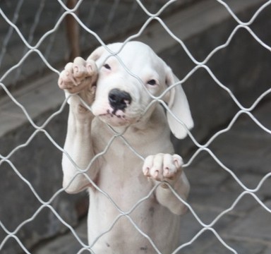 集10种优秀血统精华的阿根廷杜高犬，当之无愧的大型猛兽天敌