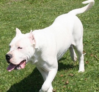 集10种优秀血统精华的阿根廷杜高犬，当之无愧的大型猛兽天敌