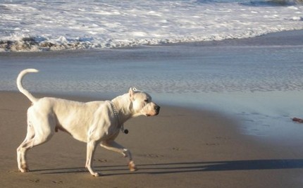 集10种优秀血统精华的阿根廷杜高犬，当之无愧的大型猛兽天敌