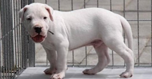 集10种优秀血统精华的阿根廷杜高犬，当之无愧的大型猛兽天敌