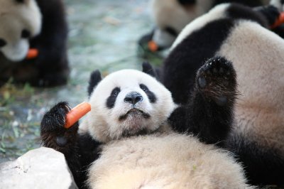 ​可爱的外表，强悍的实力，人人喜爱的大熊猫