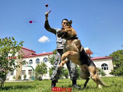 ​边防犬“黑贝”：从警犬到军犬，我用四肢丈量我守护的边境线