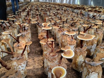 ​首个药用真菌新品种诞生 首家省级食用菌研究所成立 河南“菌”团迎来两个“第