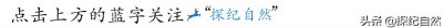 ​一种非常常见的多年生真菌“树舌”