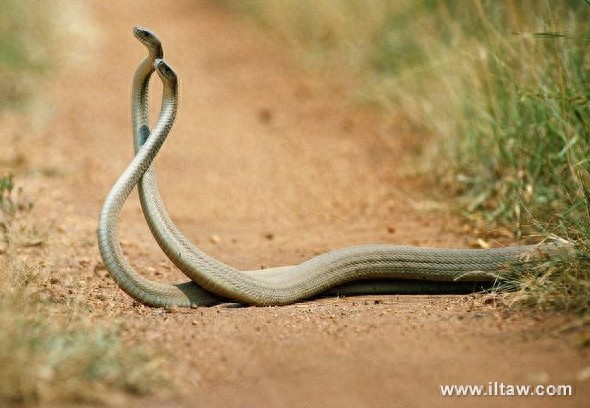 动物世界-黑曼巴蛇