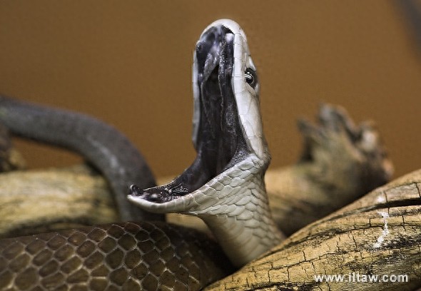 动物世界-黑曼巴蛇