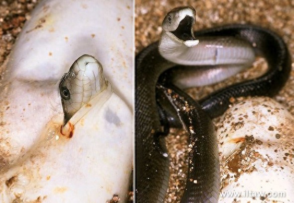 动物世界-黑曼巴蛇