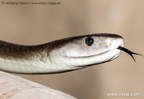 动物世界-黑曼巴蛇