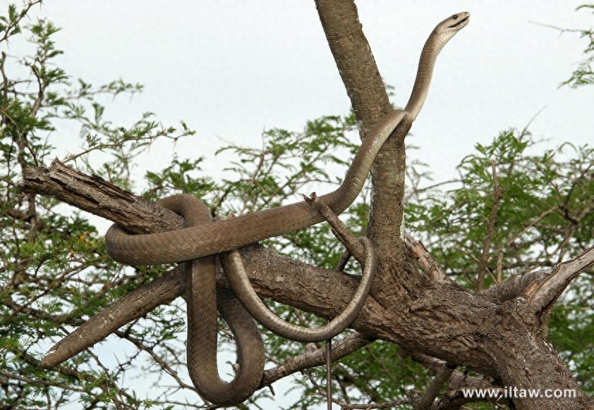 动物世界-黑曼巴蛇