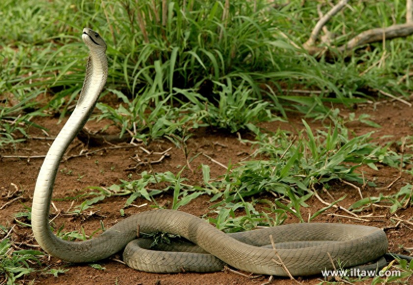 动物世界-黑曼巴蛇