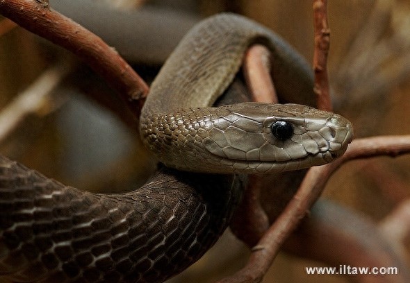 动物世界-黑曼巴蛇