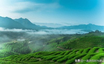 ​为什么说，高山茶更胜一筹？