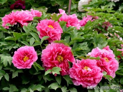 ​中国四大名花，感受大自然的艺术品。