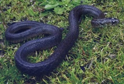 ​长相标致，颜色艳丽的蓝蛇，谁都想不到它这么厉害