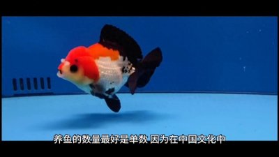 ​养鱼为什么要养单数？#东莞水族馆