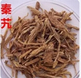 ​每日一味中药——秦艽