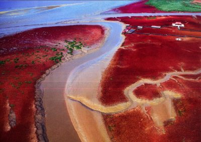 ​盐地碱蓬：染红半个中国，曾是污染清洁工，却成为很多人的救命菜