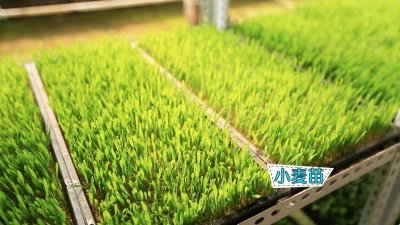 ​你有听说过“纸上种菜”吗？方法十分简单，只要记住五个“一”