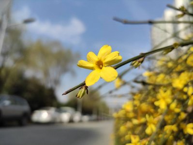 ​春天来了，西安周边这4大草莓采摘胜地不容错过，最低只需10元1斤