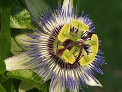 ​会吃人的日轮花，其实只是黑蜘蛛的帮凶