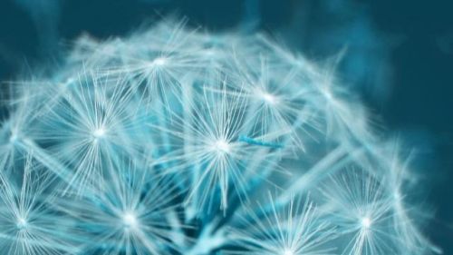 蒲公英最佳搭配散结节(蒲公英最佳搭配有哪些)-第1张图片-